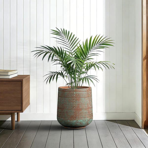 potted house plants Monstera Deliciosa: Popular Live Plant - (6” Pot) – Easy Plant Care - Low  Maintenance House Plant for Home main image 0
