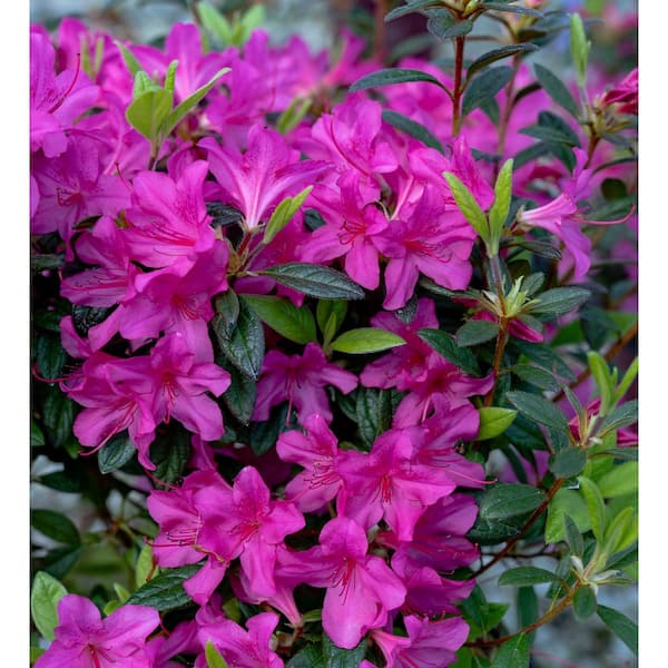 アザレ セレクションO2個 ENCORE AZALEA 2 Gal. Autumn Amethyst Azalea Shrub with Reblooming