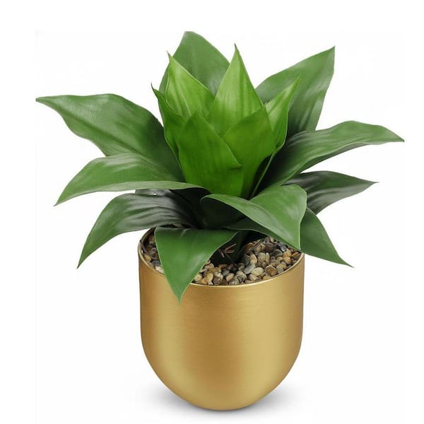 aglaonema brisbane Aglaonema Indoor Plant – Buy Now! – Ladybird Nursery main image 1