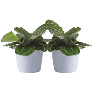 Grower's Choice Calathea Indoor Plant in 6 in. White Ribbed Plastic Decor Planter, Avg. Shipping Height 10 in. (2-Pack)