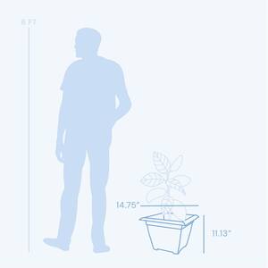 Dayton 14.75 in. Wide x 11.13 in. Tall Clay Plastic Planter