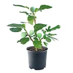 1 Gal. Kadota Fig Tree with Green Foliage