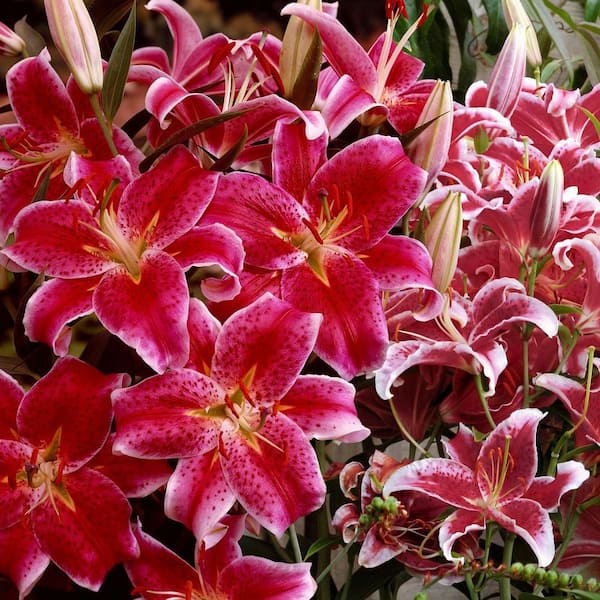 national PLANT NETWORK Lily Stargazer Mixed Bulbs (5-Pack) HD3430