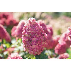 4.5 in. Qt. Limelight 'Prime' Hydrangea, Live Plant, Green and Pink Flowers