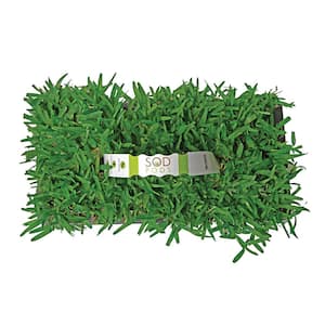 St Augustine Seville Grass Plugs (64-Count) Natural, Affordable Lawn Improvement