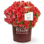 2 Gal. Autumn Bravo Shrub with Red Flowers