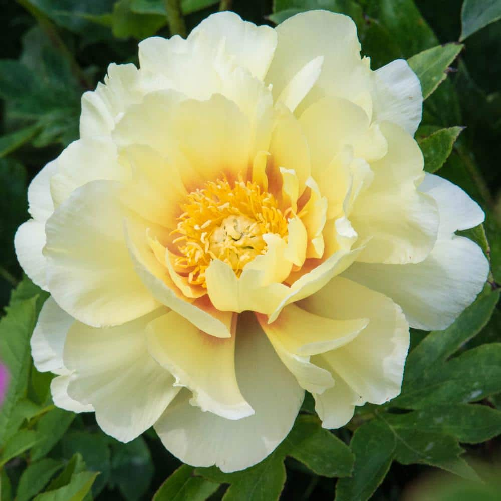 Spring Hill Nurseries Bartzella Itoh Peony (Paeonia), Live Bareroot ...