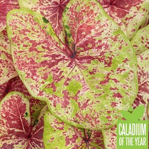 4.5 in. Quart Heart to Heart Raspberry Moon (Caladium) Live Plant in Pink and Green Foliage