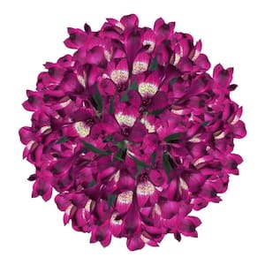 80 Stems of Super Select Purple Alstroemerias- Fresh Flower Delivery