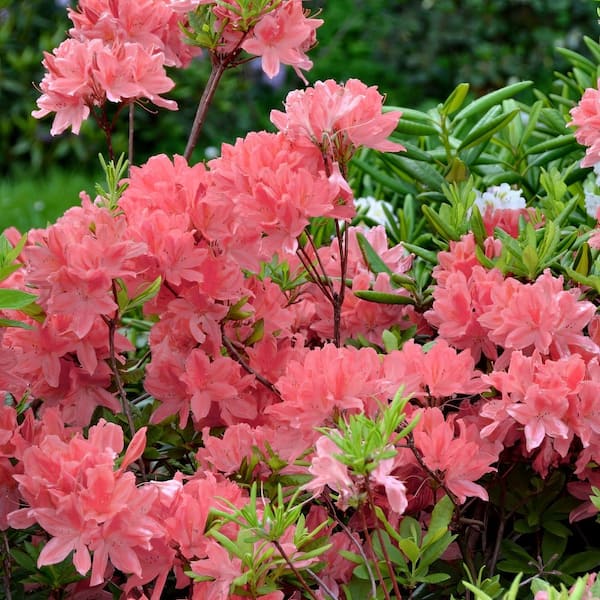 national PLANT NETWORK 2.5 Quart Azalea 'Blaauw's Pink' Flowering