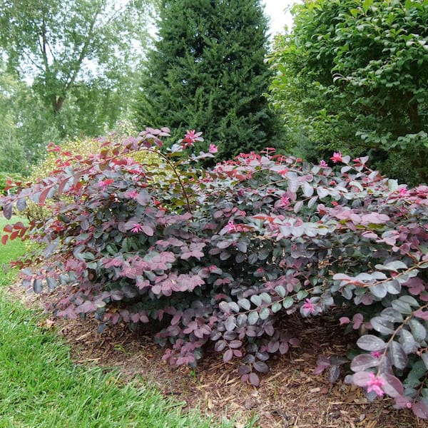 PROVEN WINNERS 2 Gal. Jazz Hands Pink Loropetalum Shrub with PROVEN WINNERS 2 Gal. Jazz Hands Pink Loropetalum Shrub with