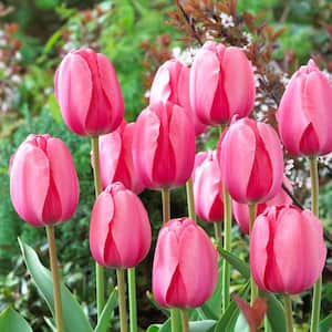 Darwin Tulip Bulbs Pink Impression Flower Bulb (20-Pack)