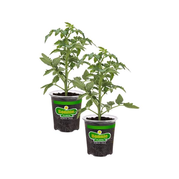 Rutgers Heirloom Tomato 19.3 oz 2-Pack Live Plants