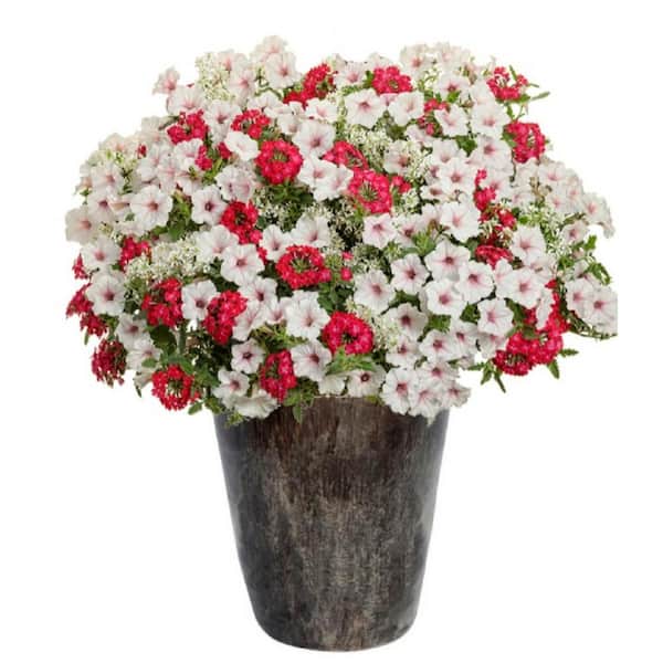 PROVEN WINNERS 15 in. Self Watering Container Volcanic on Falling Brown Tall Round Ceramic AquaPot