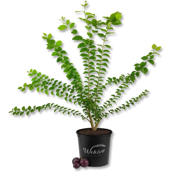 Governors Plum Tree-Ramontchi-Live Plant in a 3 Gal. Growers Pot-Flacourtia Indica-Edible Fruit Bearing Tree