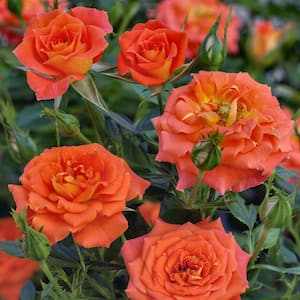 2.5 In. Sunblaze Mandarin Mini Rose Bush with Bright Orange Flowers (3-Pack)