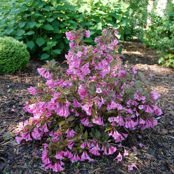 1 Gal. Sonic Bloom Wine Reblooming Weigela Flowering Shrub with White  Flowers