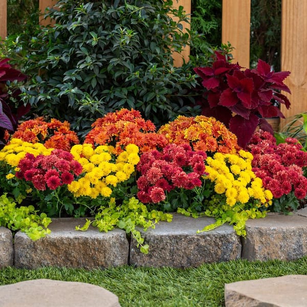 METROLINA GREENHOUSES 1 Pt. Mum Red Chrysanthemum Perennial Plant (6-Pack)  5205