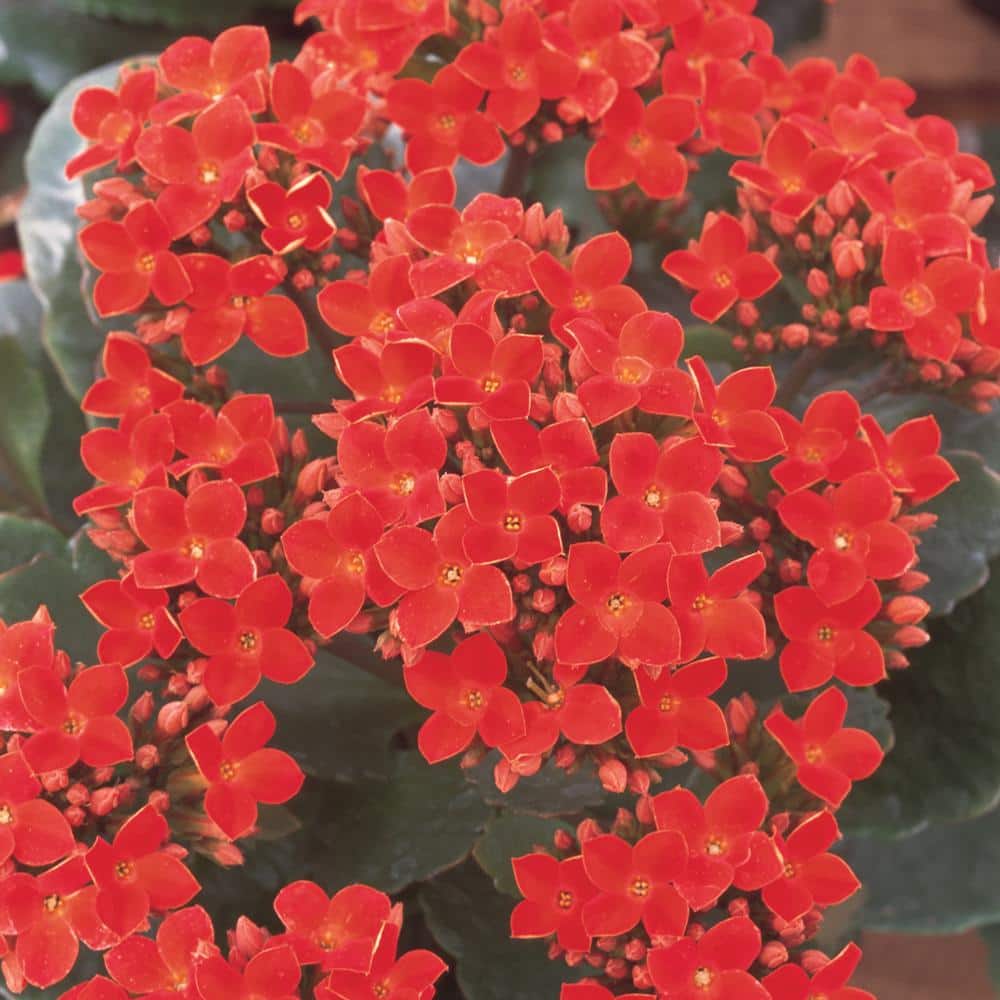 vigoro-annual-flowers-83273-