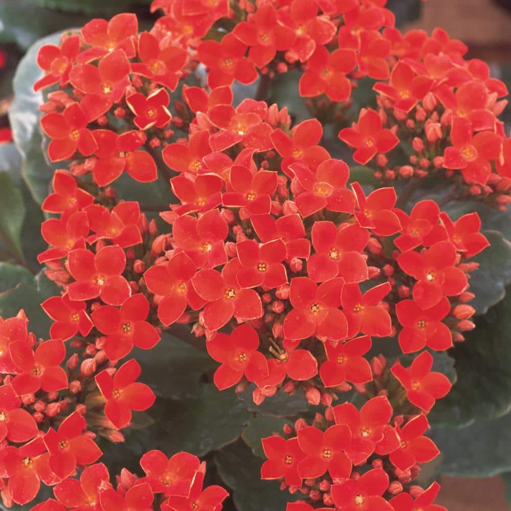 can kalanchoe be planted outside
