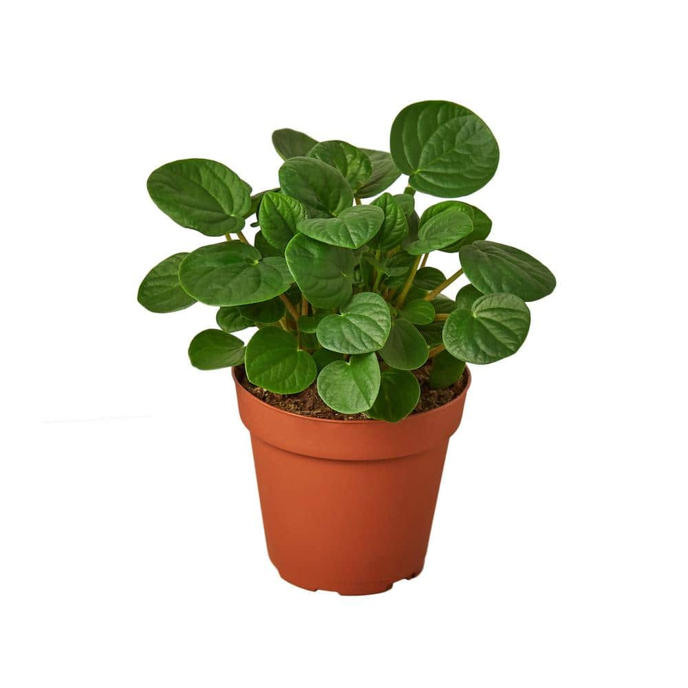 Peperomia 'Rana Verde'  Peperomia albovittata 'Rana Verde', 4 – PlantX US