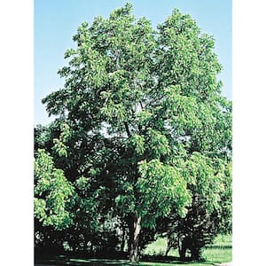 Black Walnut Tree Live Bareroot Nut Tree (1-Pack)
