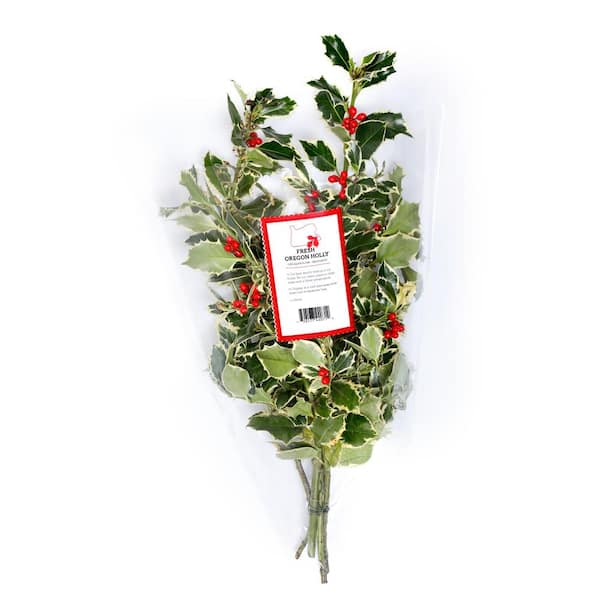 Real Holly Bunches for Christmas