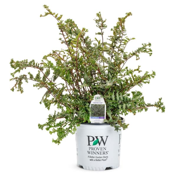 1 Gal. Crested Surf Crested Japanese Painted Fern (Athyrium niponicum) Live Perennial Plant