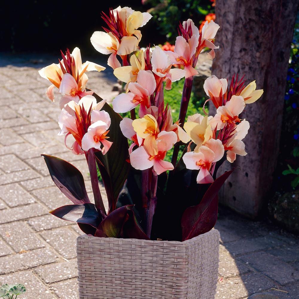 van-zyverden-canna-angel-martin-patio-kit-with-decorative-rattan