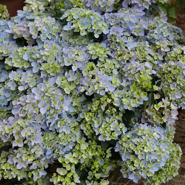 Proven Winners 4.5 in. qt. Fairytrail Fresco Cascade Hydrangea (Hybrid) Live Flowering Shrub with Pink or Blue Flowers