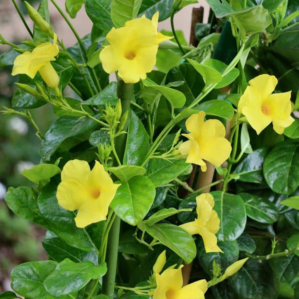 national PLANT NETWORK 2.5 qt. Dipladenia Diamantina Opal Yellow Plant ...