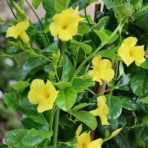2.5 qt. Dipladenia Diamantina Opal Yellow Plant in Grower Container (1-Piece)