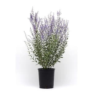 1.5 Gal. Perovskia atriplicifolia Perennial Plant with Purple Flowers (1-Pack)