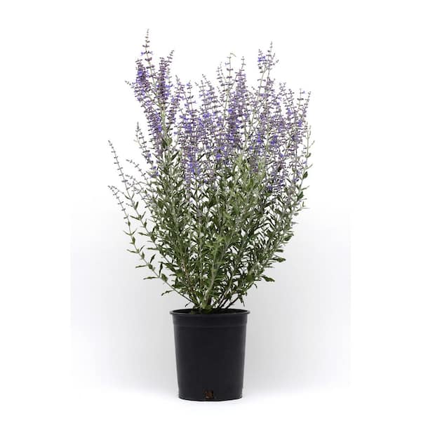 Unbranded 1.5 Gal. Perovskia atriplicifolia Perennial Plant with Purple Flowers (1-Pack)
