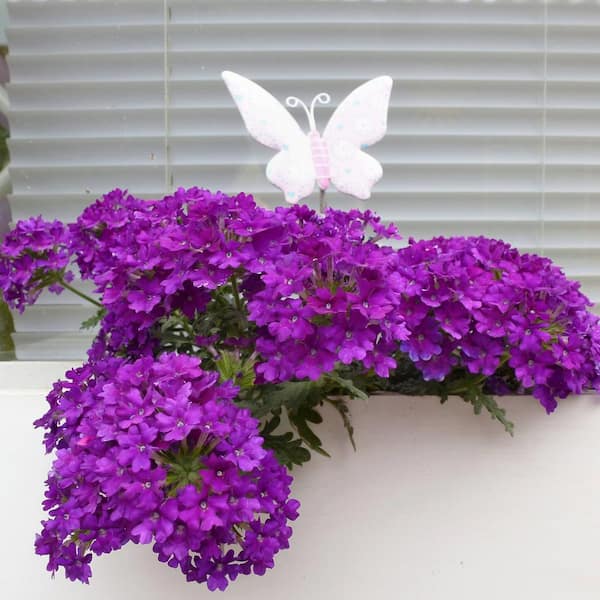 national PLANT NETWORK 2.5 in. Verbena Homestead Purple Annual