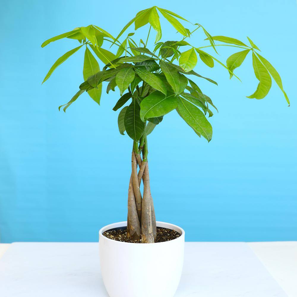 6-Inch Money Tree Plant in Black Plastic Pot