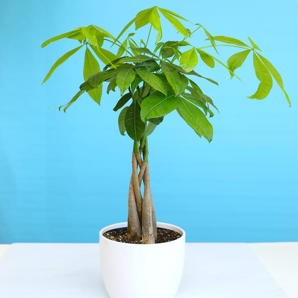 ALTMAN PLANTS 6 in. Money Tree (Pachira) Single Plant 0881488 - The Home  Depot