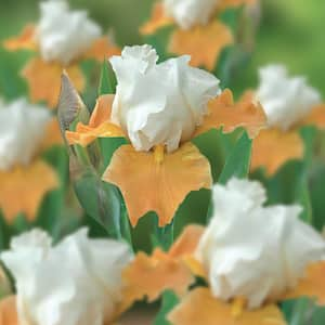 Bearded Iris Bulbs Champagne Elegance (Set of 3 Roots)