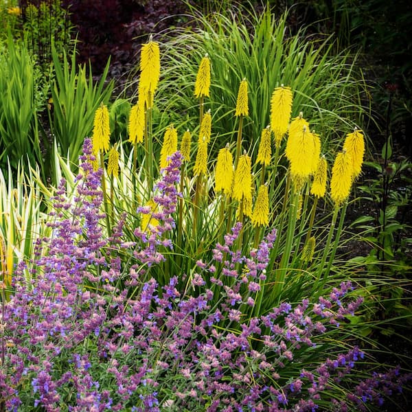 national PLANT NETWORK 3.25 In Glowstick Torch Lilies