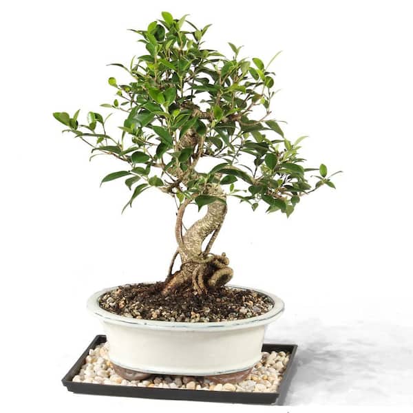 Brussel's Bonsai Golden Gate Ficus Bonsai Tree Indoor Plant in Ceramic Bonsai Pot Container, 10 Years Old, 16 to 20 in.