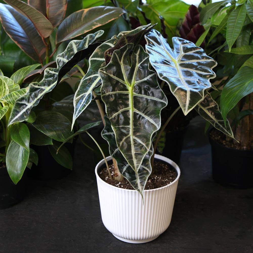 Alocasia Polly Elephant Ear Plant in White Planter
