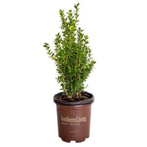 2.5 Qt. - Winterstar Boxwood Live Evergreen Shrub Plant, Glossy Green Foliage