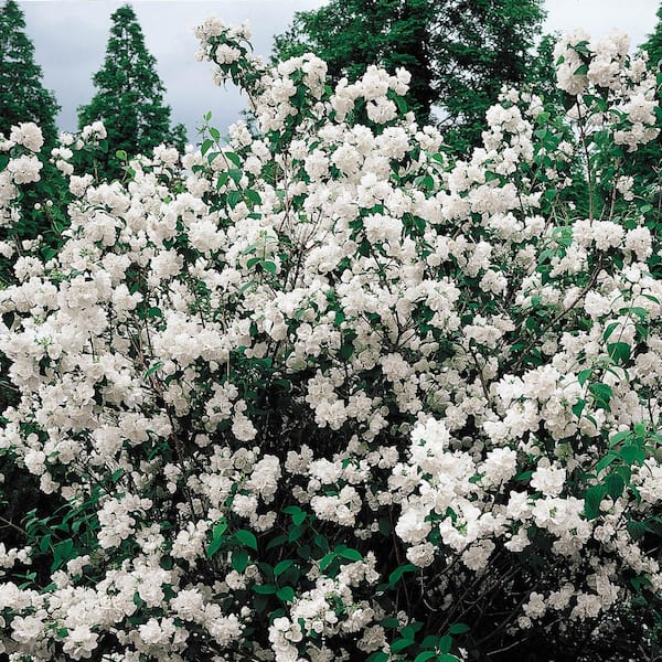 Spring Hill Nurseries Double Flowering Mockorange (Philadelphus), Live Bareroot Plant, White Colored Flowering Shrub (1-Pack)