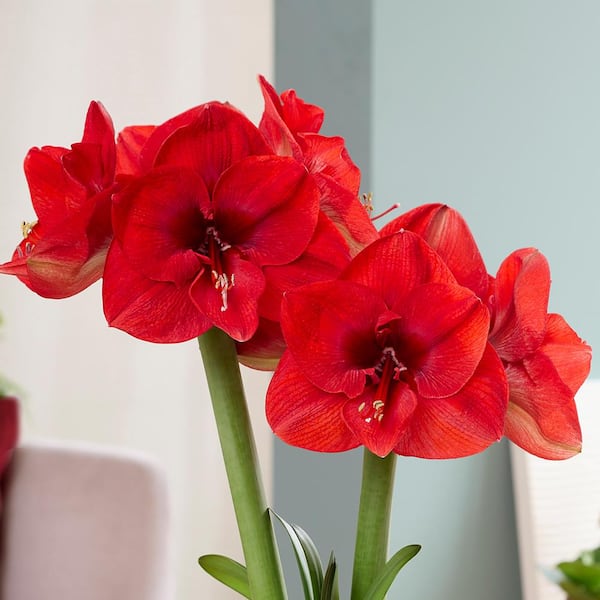 Holiday Amaryllis Kit Sweet Valentine with 5 in. Artisan Decorative Planter, Set of 1 Bulb
