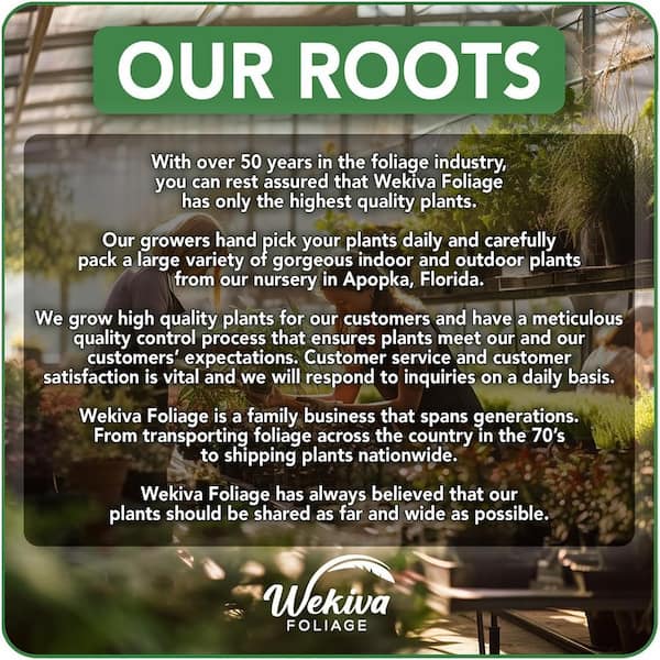 Wekiva Foliage Passion Fruit Plant-Live Plant in a 4 in. Growers Pot- Purple Granadilla - Edible Fruit Bearing Vine Patio and Garden PassFruit4x1