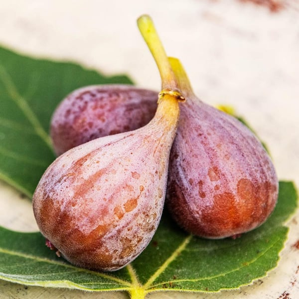 Lola Martin Fig Deciduous Dormant Bare Root Fruit Bearing Starter Plant Root (1-Pack)