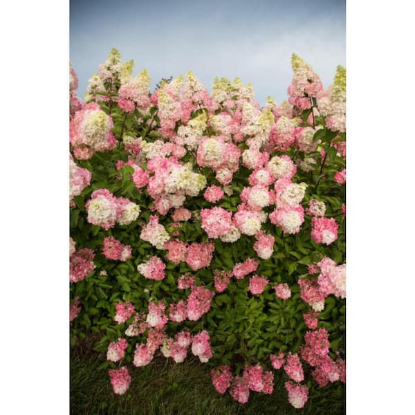 FIRST EDITIONS 3 Gal. Berry White Hydrangea Shrub Tree Form with White to  Dark Pink Flowers HYDGA3FBW1PK - The Home Depot