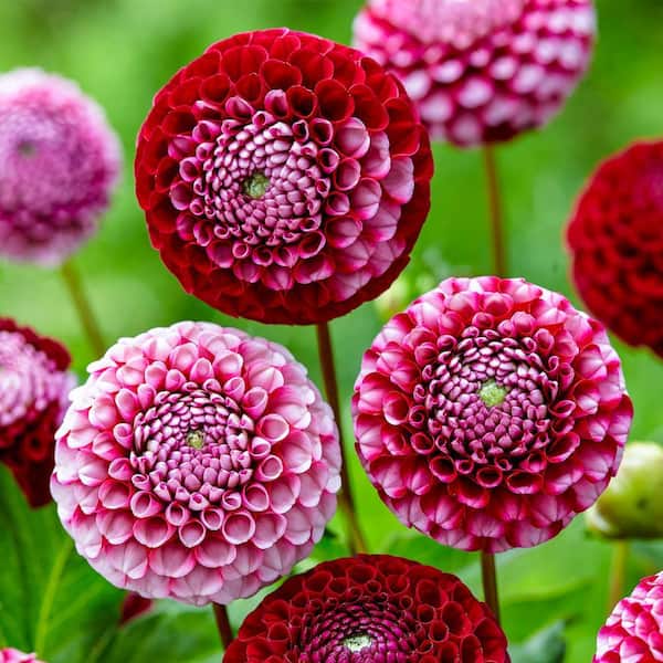 Breck's Chick A Dee Dahlia Bulb Mixture