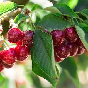 5 Gal. North Star Fruiting Cherry Tree