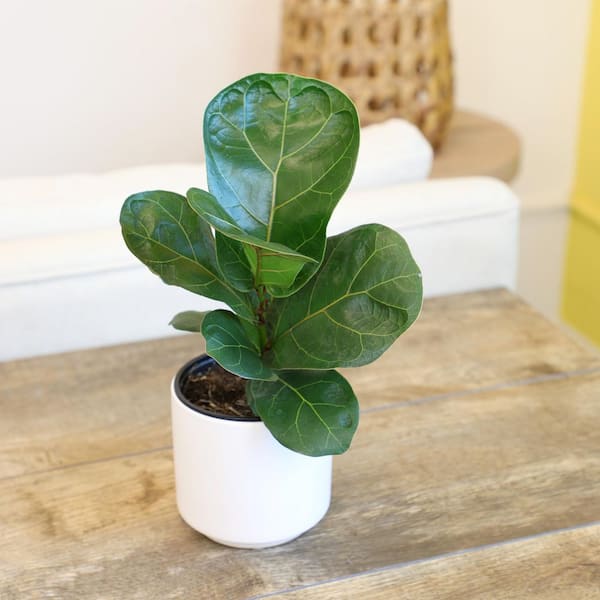 pineapple plant indoor Pineapple Plant & Pot